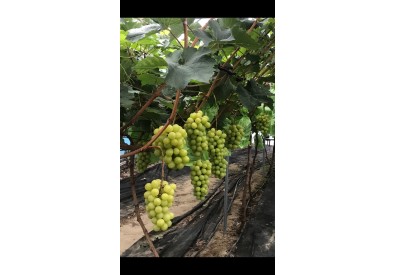 포도밭 체험학습